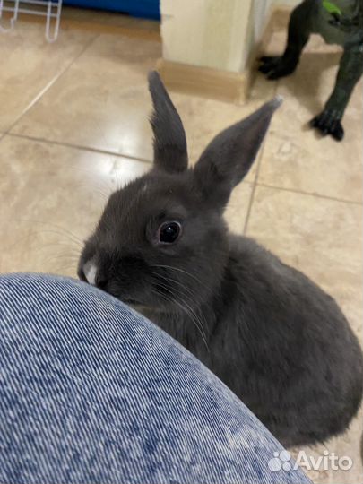 Зооняня с выездом для котов и кроликов Котоняня