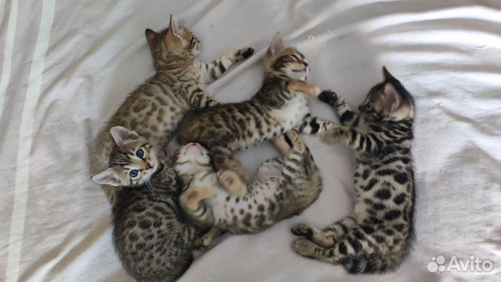 Бенгальская кошка