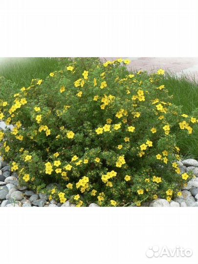 Лапчатка жёлтая, саженцы