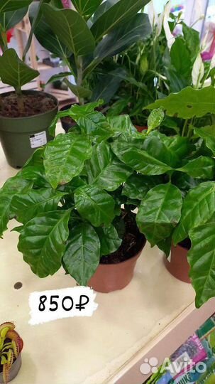 Комнатные растения