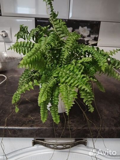 Папоротник нефролепис
