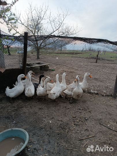 Утиные яйца