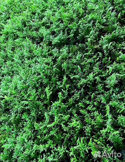 Туя смарагд