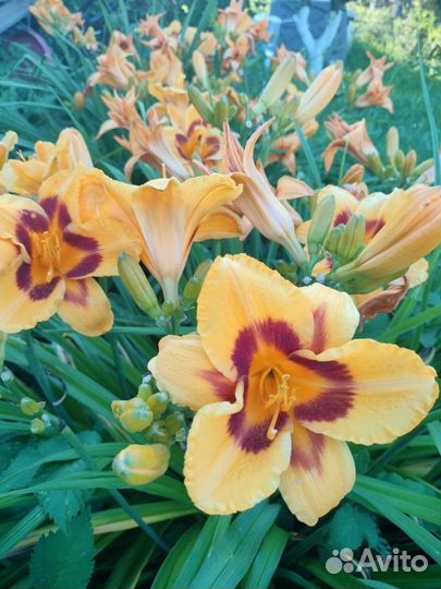 Лилейник Блэкберри Кэнди