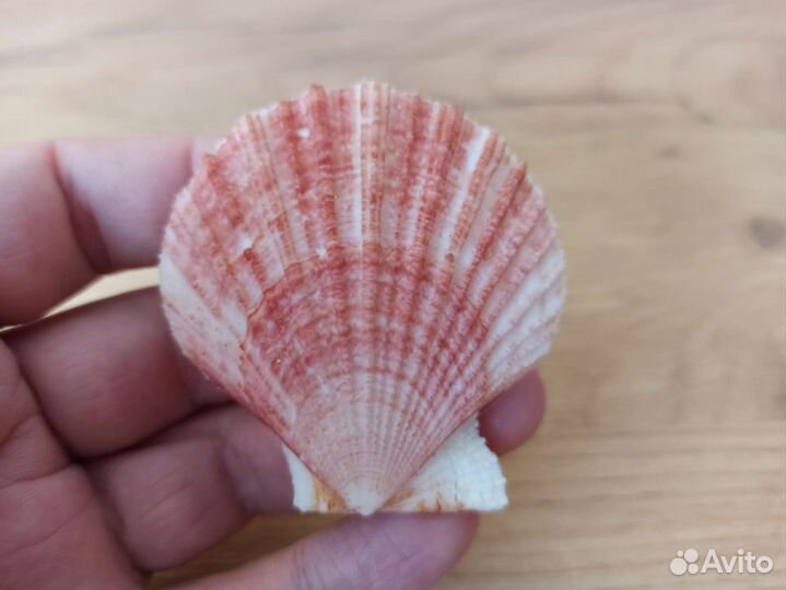 Морская раковина