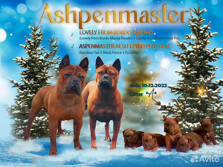 Китайский чунцин