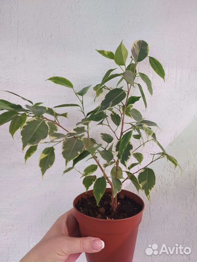 Фикус бенджамина