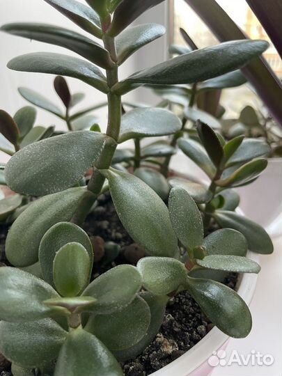 Крассула толстянка