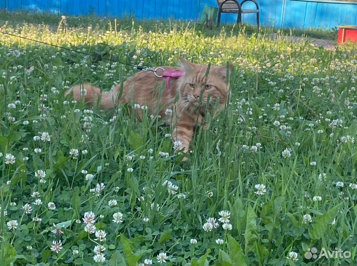 Мейн кун вязка