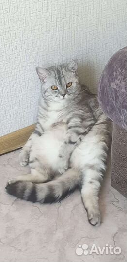 Британский кот в добрые руки