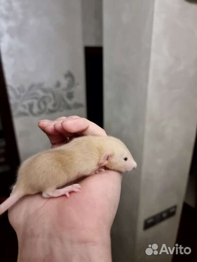 Крыса крысята дамбо рыжие фавн агути питомник