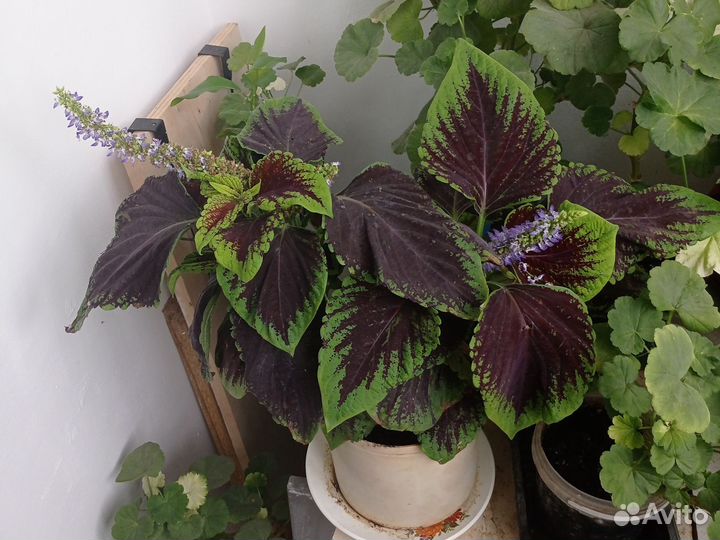 Колеусы сортовые