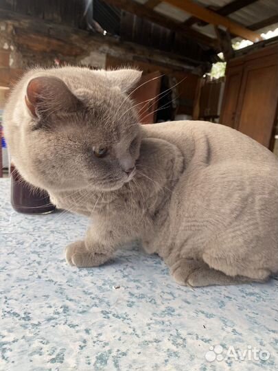 Британская