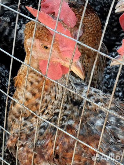 Петушки молодняк