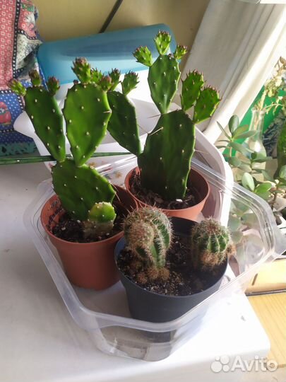 Опунция, кактус, толстянка,гастерия