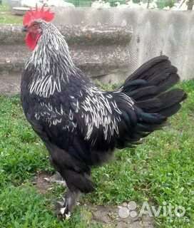 Петух мехеленской кукушки Марана Ч С, Легбар, Ия