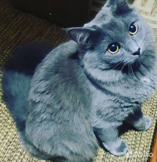 Кошка нибелунг