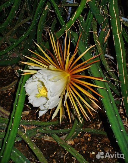 Кактус Царица ночи(Селеницереус крупноцветковый)