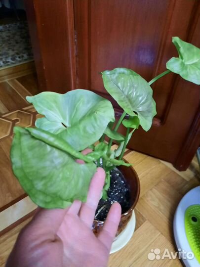 Ктенанта Лубберса,сингониумы