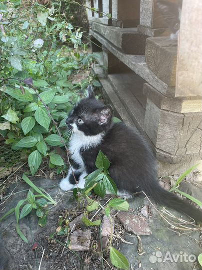 Котята в добрые руки бесплатно