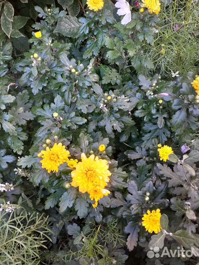 Хризантемы