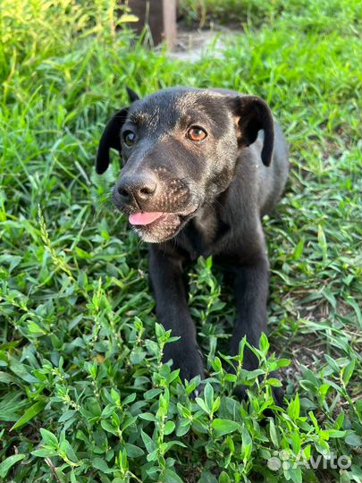 Собаки бесплатно