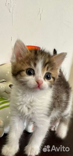 Кошка