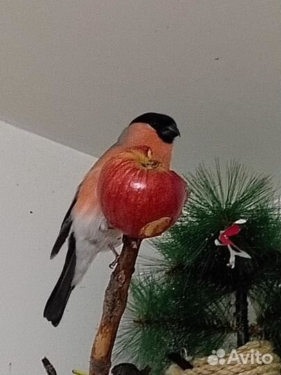 Домашние снегири