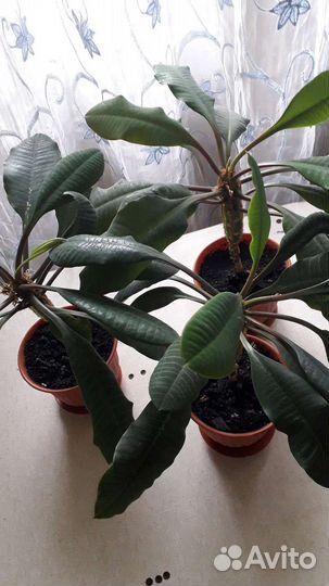 Эуфорбия,или молочай беложильчатый