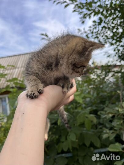 Котята бесплатно