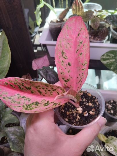 Комнатные растения. Часть 2