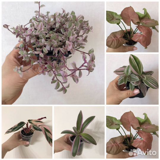 Розовые комнатные растения: традесканция, хойя