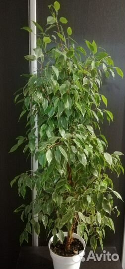 Фикус Бенджамина 