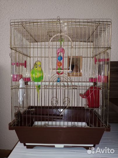 Волнистый попугай с клеткой