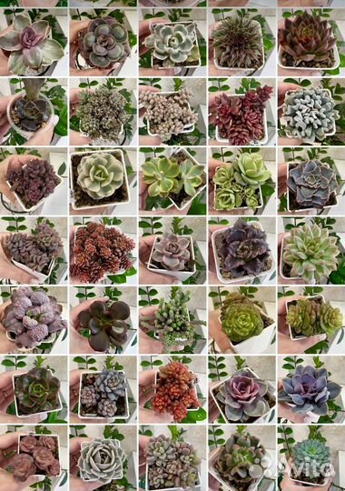 Суккуленты редкие