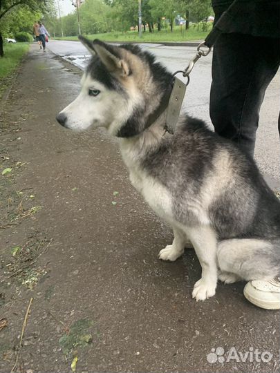 Продаётся собака хаски