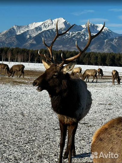 Байкал зимой тур поездка экспедиция от 5 до 9 д