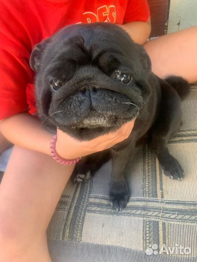 Продам мопса