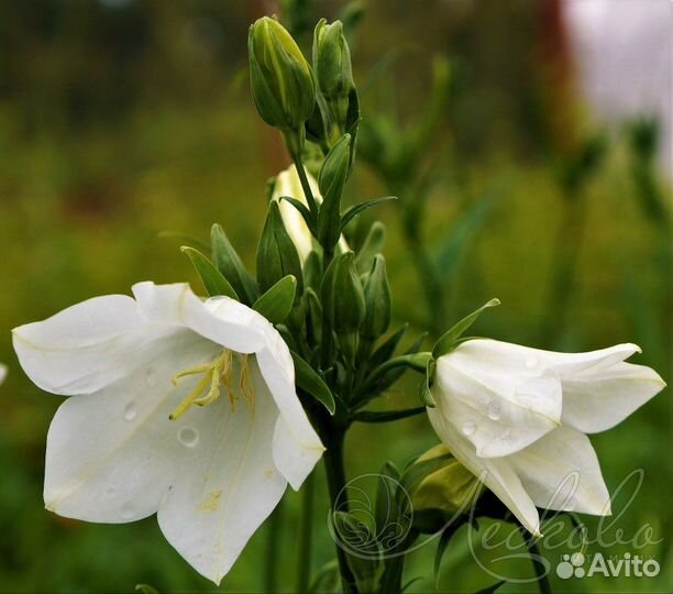 Колокольчик персиколистный (Campanula )