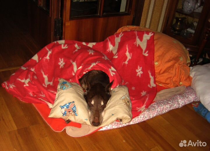 Домашняя передержка для собак м. Новослободская