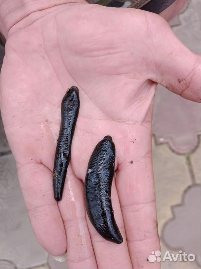 Пиявки для рыбалки