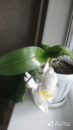 Орхидея фаленопсис белая