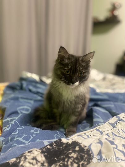 Котенок ищет дом
