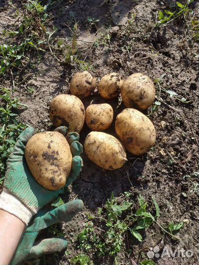 Продам картофель