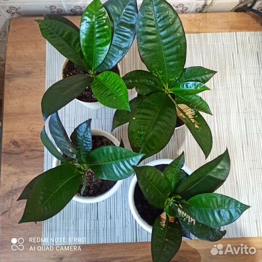 Кротон миссис айстон