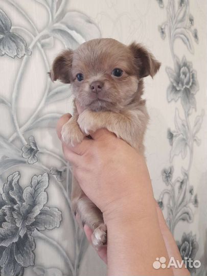 Щенки чихуахуа