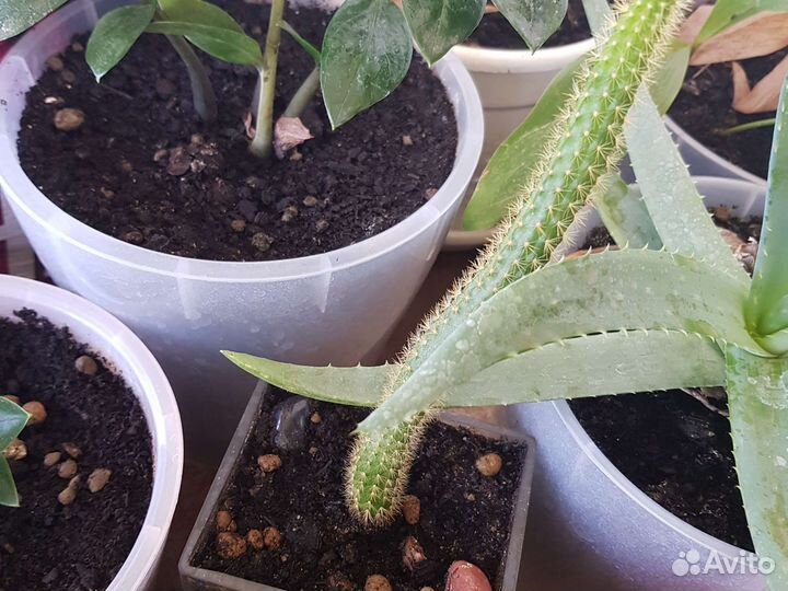 Кактус.Замиокулькас