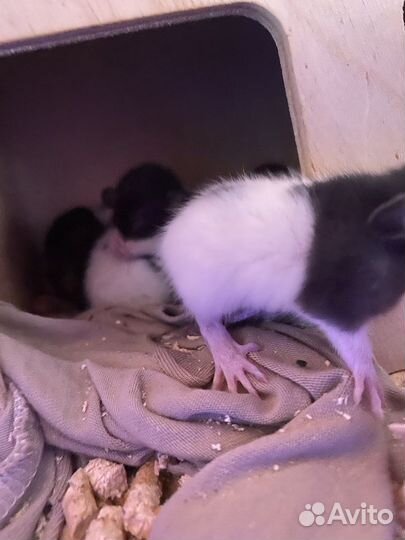 Крысята дамбо