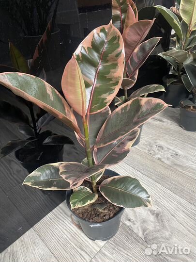 Фикус бейлиз