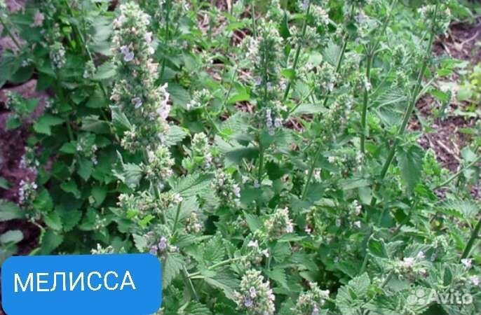 Мята 15сортов и мелисса саженцы
